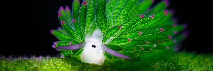 goofynudibranch's profile banner image