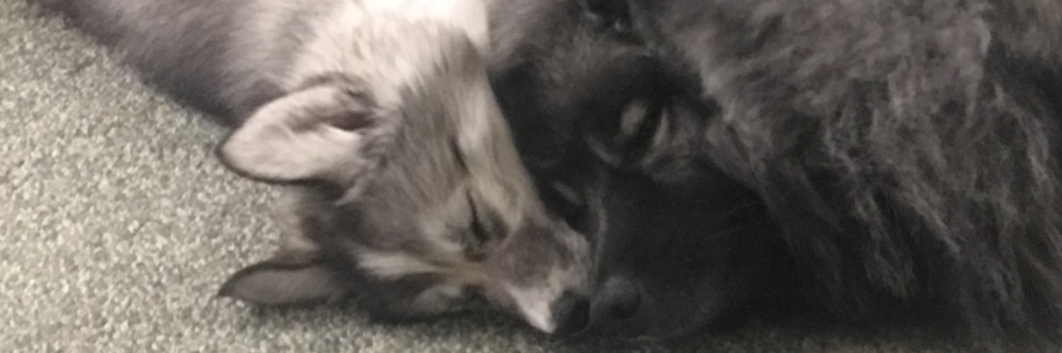 SarahLynn86's profile banner image