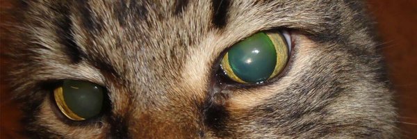 asmidasitgets Profile Banner