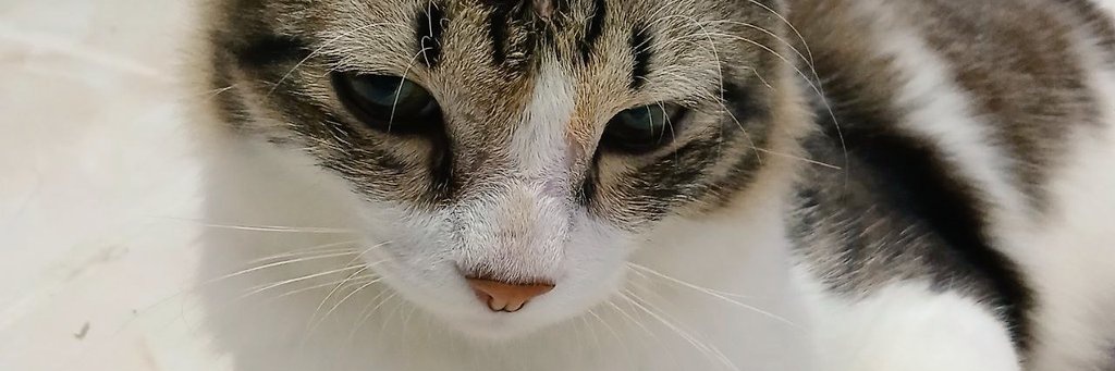 skcyars's profile banner image