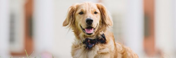 UVaDeanJ Profile Banner