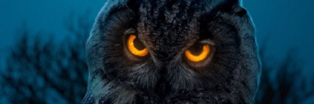 saeedkiyan's profile banner image