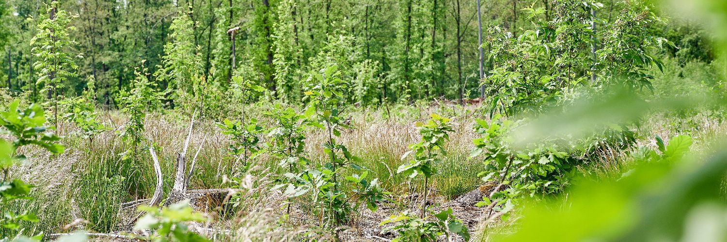 IPlantATree's profile banner image