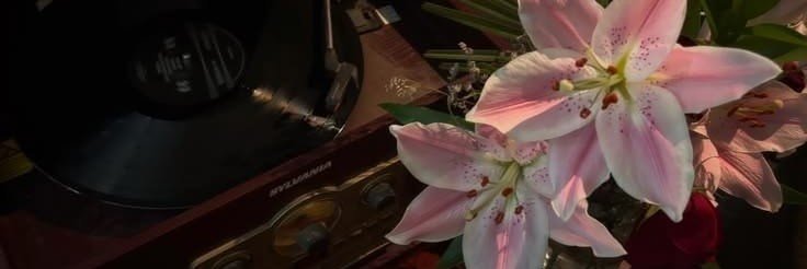 estuelle's profile banner image