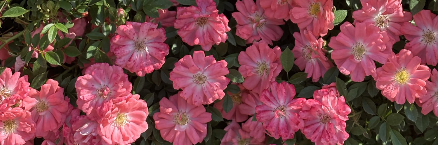 plum3588's profile banner image