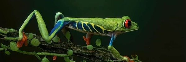 froglegs417 Profile Banner