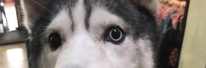 banksescrima's profile banner image