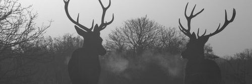 __ForevaYoung's profile banner image