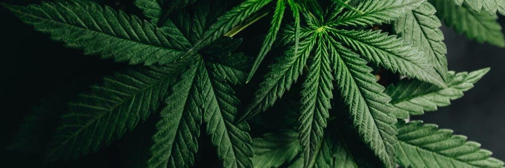 WeedySeeds's profile banner image