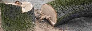 Rochas313_tree's profile banner image