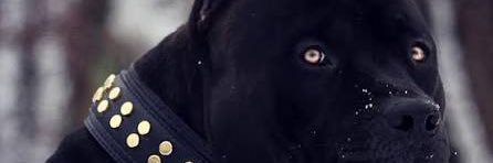 Elijah Richard banner