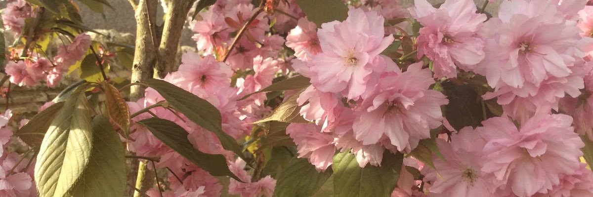 skyyedi's profile banner image