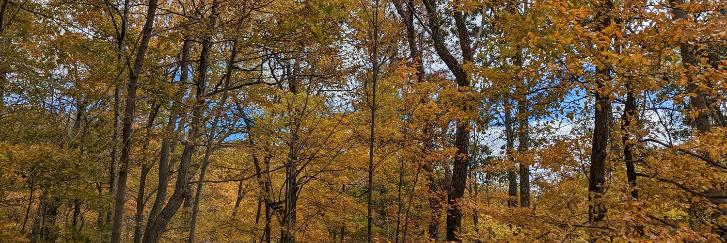 sanguinaria canadensis 🇵🇸 banner