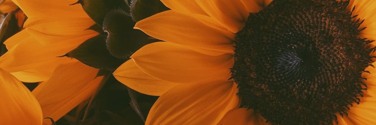 tawan_4k banner