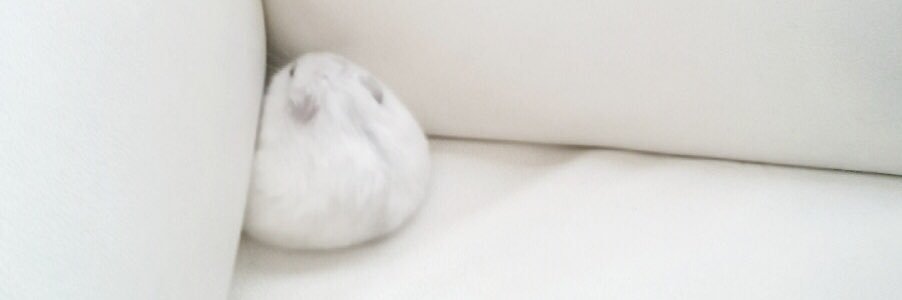 林檎's banner