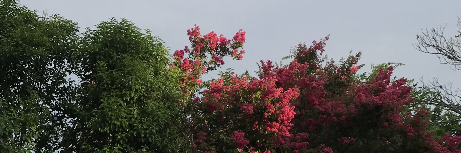 Miranda Grey's banner