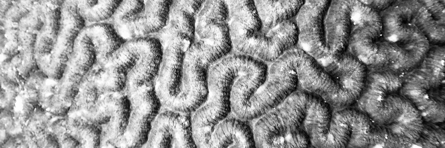 Michael Helfman banner