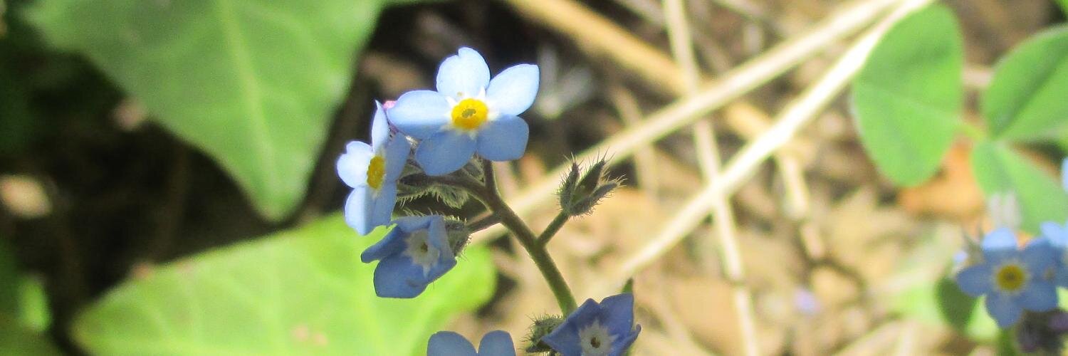 Noubliepas 🇫🇷 banner