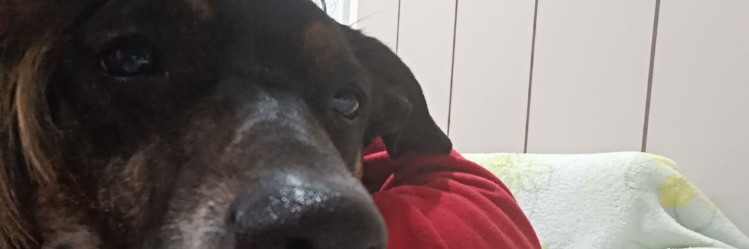 xaphirx's profile banner image