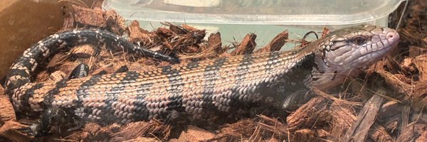 zenotrom Profile Banner