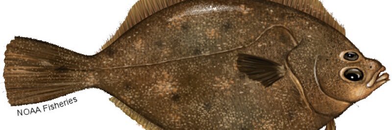 Altair 🏳️‍⚧️ banner