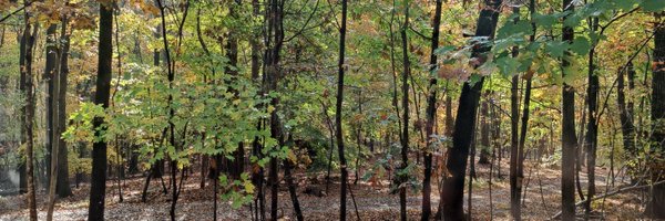 tylikcat Profile Banner