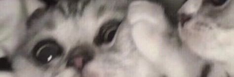 P banner