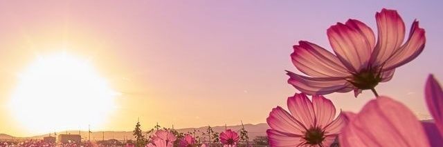 francescazaid's profile banner image