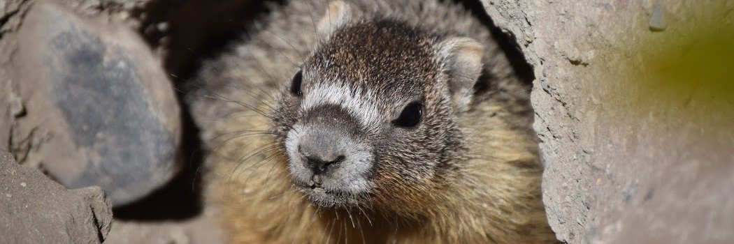 Allan Brooks Nature Centre banner