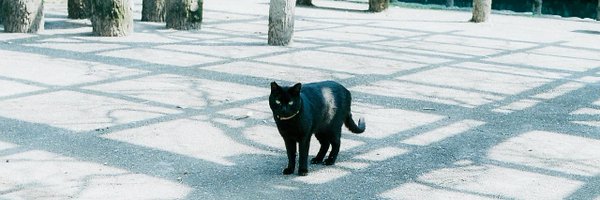 _narwhal____ Profile Banner