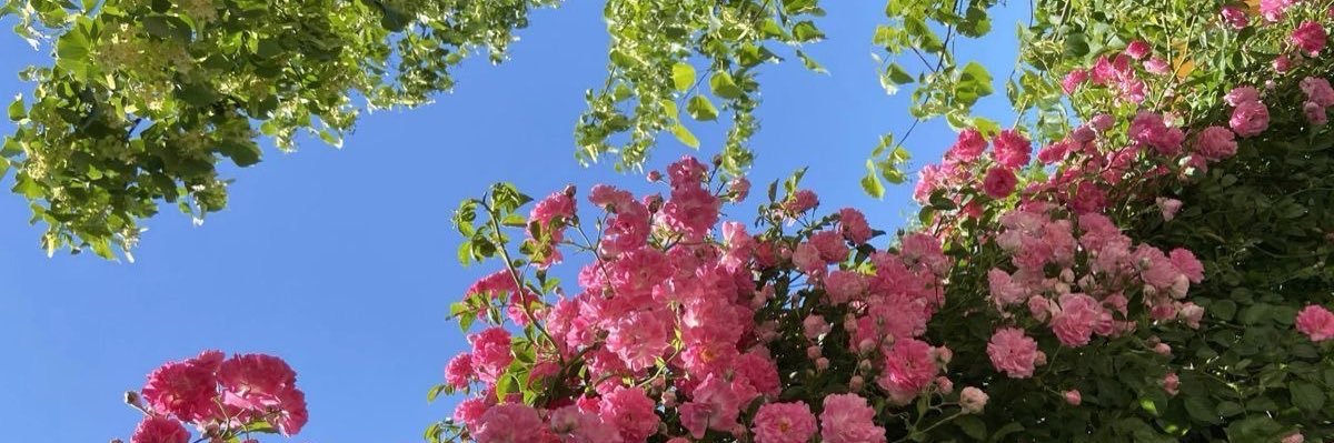 مريم الشهري banner