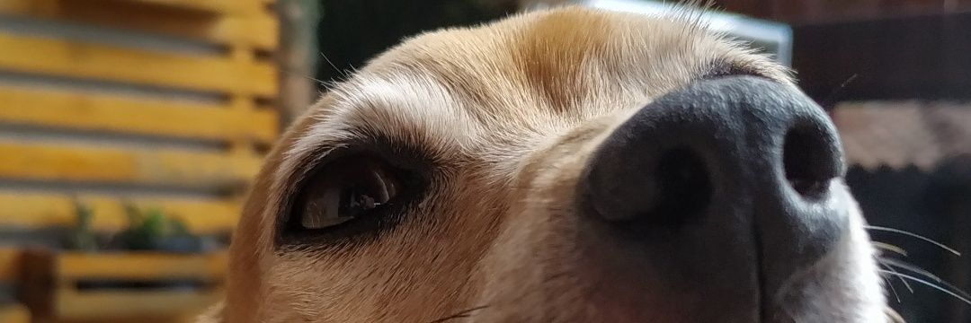 Rodrigoapol's profile banner image