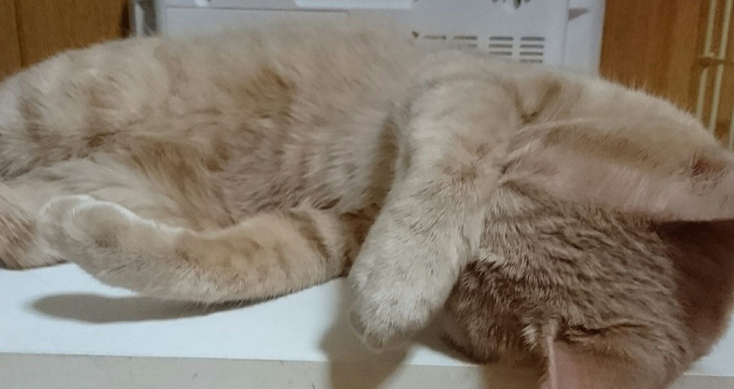 しょうこ banner