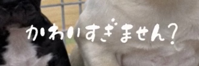 甲殻類 banner