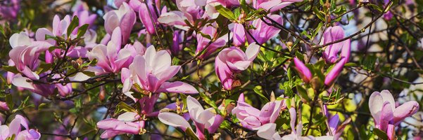 Davey Tree Expert Co banner