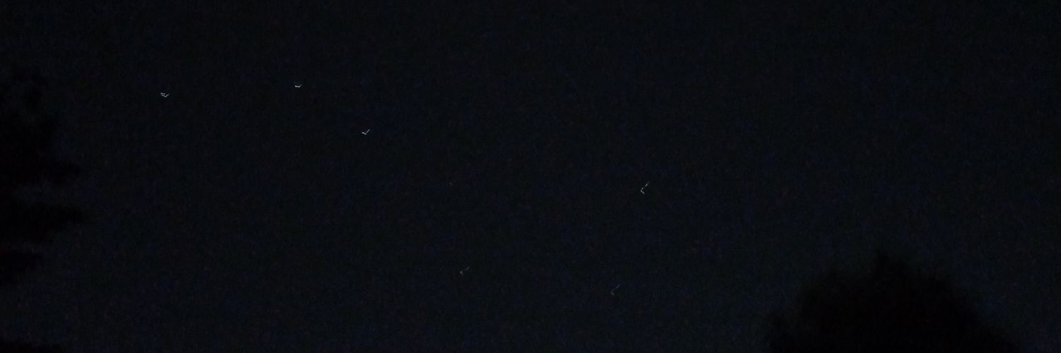 стася meowmeow banner