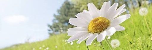 afreshdaisy's profile banner image