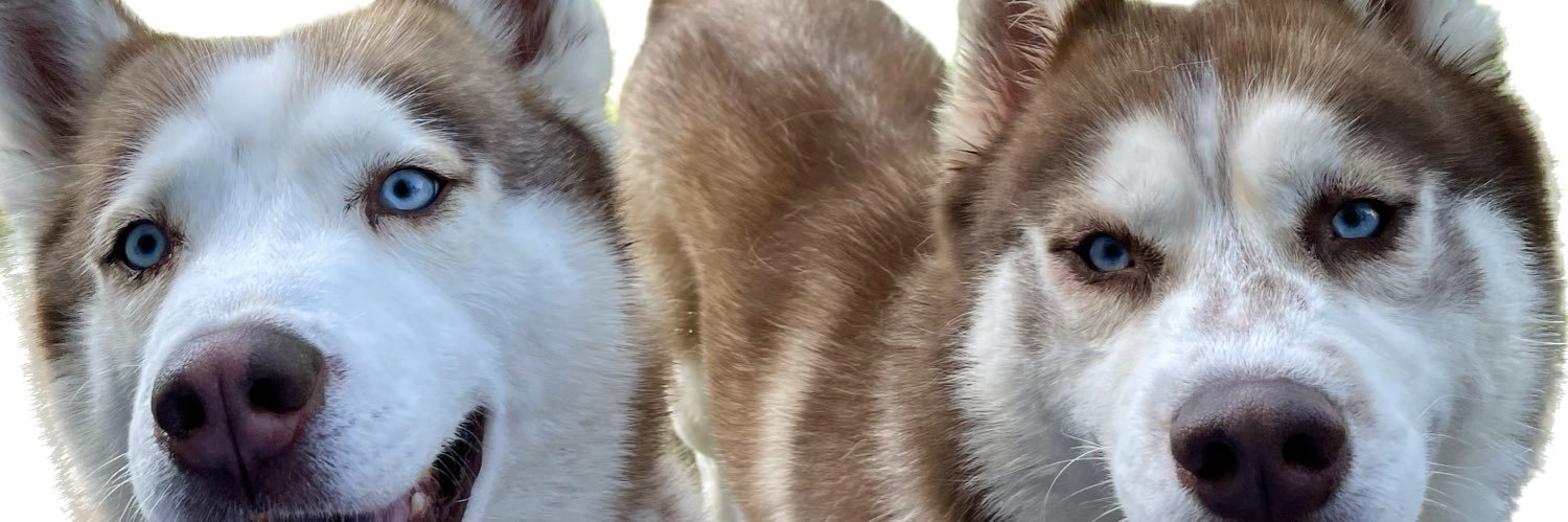pattivela_'s profile banner image