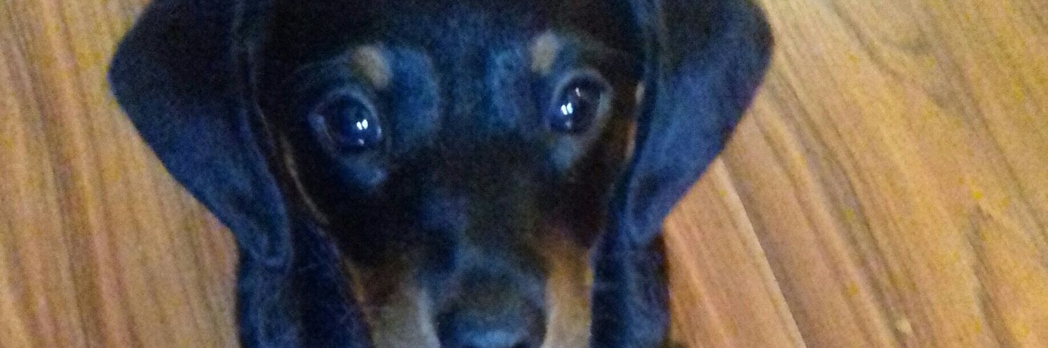 Andjelka Dimitrijević banner