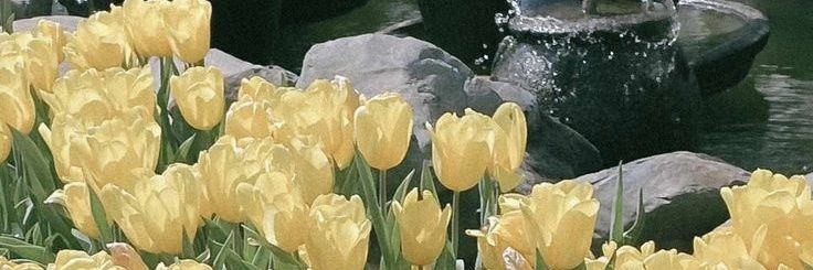 Lemon🍋 banner