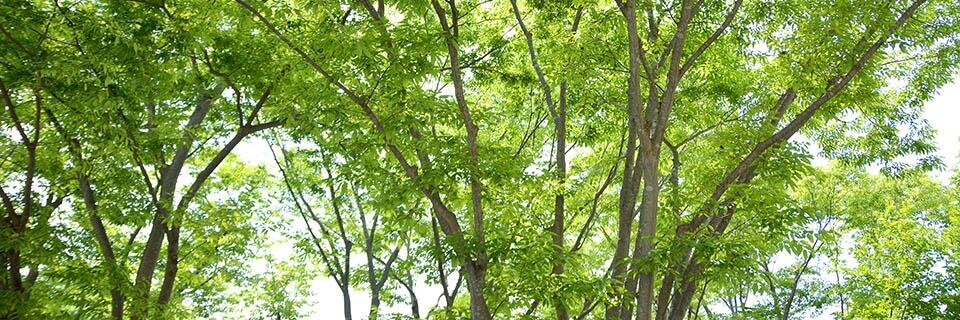 StudioNavi's profile banner image