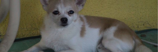 thompsonterr Profile Banner