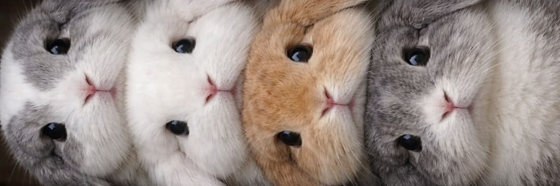 janelle𐙚🧸 banner