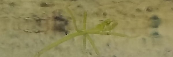 Iris_Illera Profile Banner