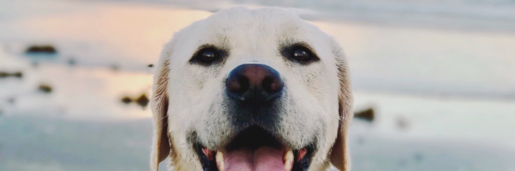 lexistarkel's profile banner image