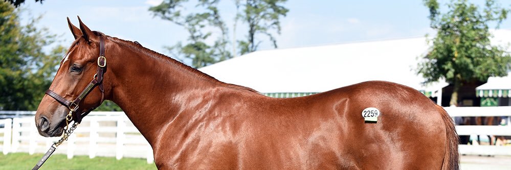 Christine Governale banner