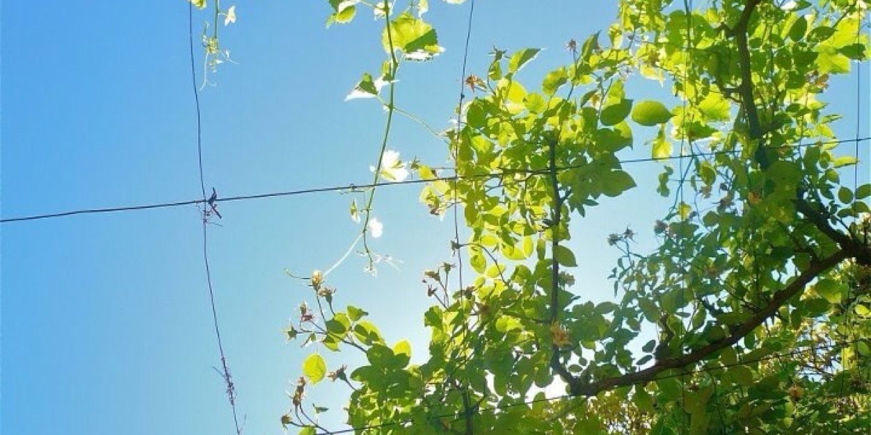 birdibrown's profile banner image