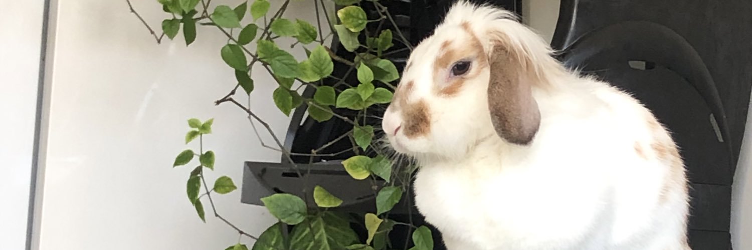 rorogv's profile banner image