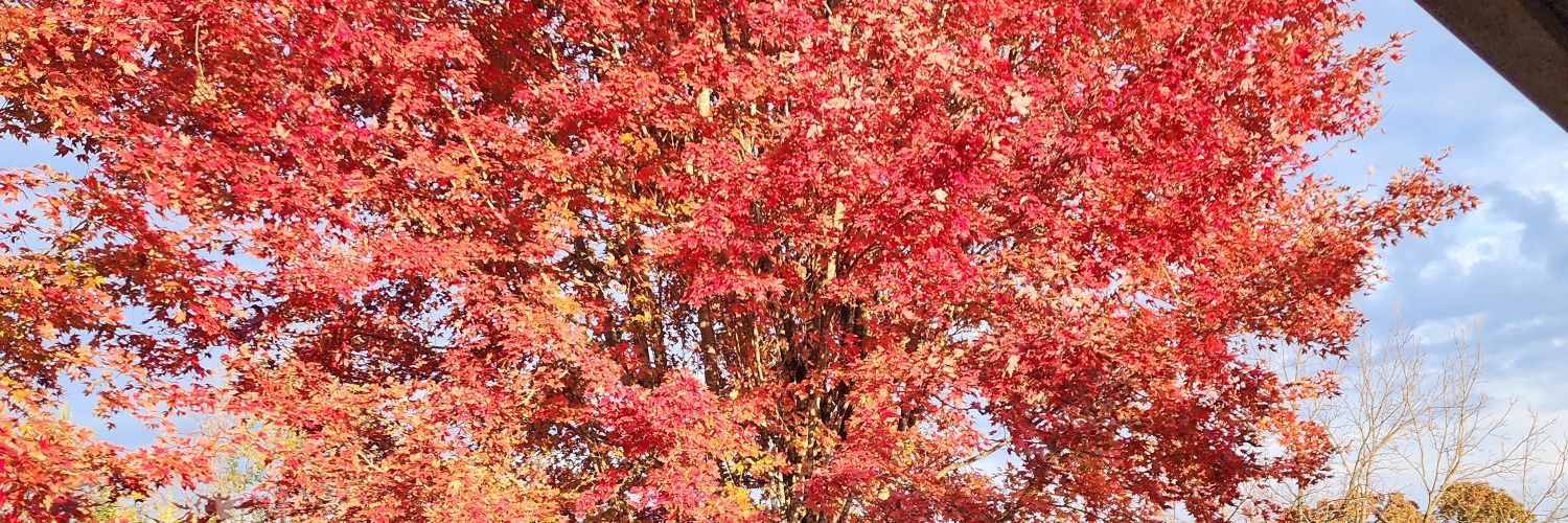 Mame's Legacy banner