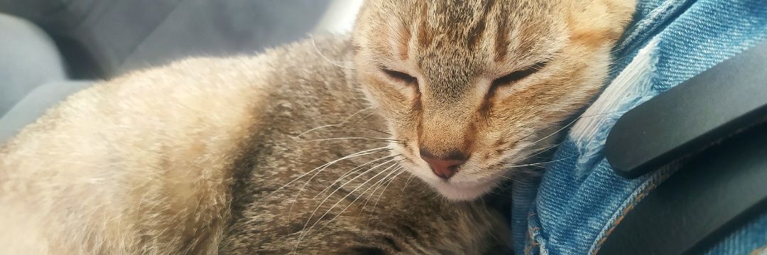 Joss sin Defensis. 🧚🏻‍♀️ banner